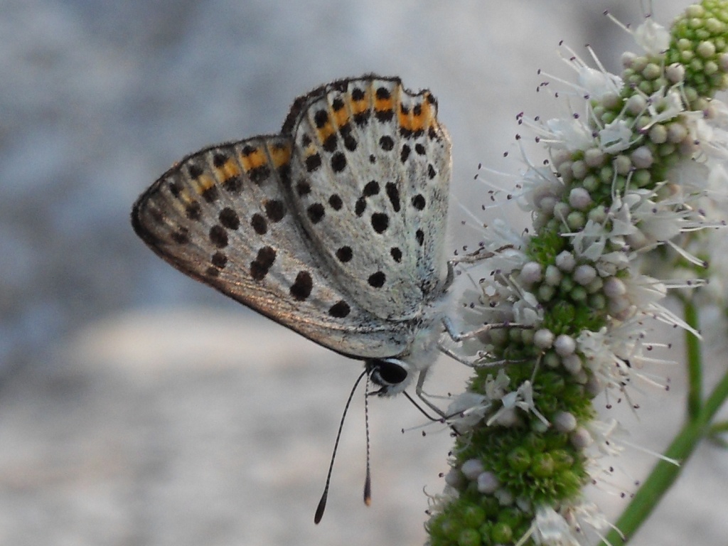 Lycaena sp. - Lycaena tityrus